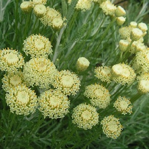 Santolina etrusca / Etruscan Santolina / Cotton Lavender / Seeds