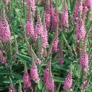 Veronica spicata 'Rose' / Spiked Speedwell / Seeds