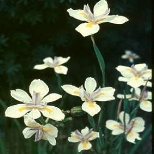 Dietes grandiflora / Fairy Iris / Seeds