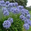 Agapanthus praecox ssp orientalis 'Blue Umbrella' / Blue Evergreen Agapanthus / Nile Lily / Seeds