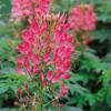 Cleome hassleriana 'Cherry Queen' / Spider Plant / Seeds