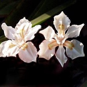 Dietes butcheriana / Forest Iris / Seeds