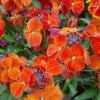 Erysimum cheiri 'Orange Bedder’ / Wallflower / Cheiranthus / Seeds