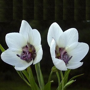 Geissorhiza tulbaghensis / Satin Flower / Seeds