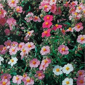 Helianthemum 'Mutabile Mixture' / Rock Rose / Seeds