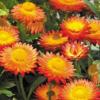 Helichrysum or Xerochrysum bracteatum 'Orange' / Everlastings / Seeds