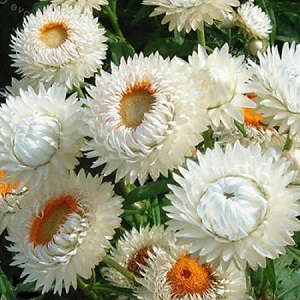 Helichrysum or Xerochrysum bracteatum 'White' / Everlastings / Seeds