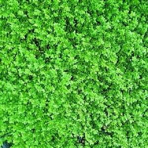 Herniaria glabra 'Green Creeper' / Rupturewort / Lawn Alternative / Seeds