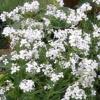 Hesperis matronalis 'Alba' / White Sweet Rocket / Seeds