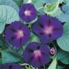 Morning Glory ‘Star of Yelta’ / Ipomoea purpurea / Climber / Seeds