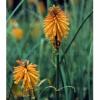 Kniphofia galpinii / Dwarf Red Hot Poker / Seeds