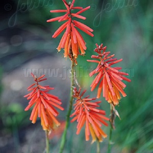 Kniphofia triangularis / Dwarf Red Hot Poker / Seeds