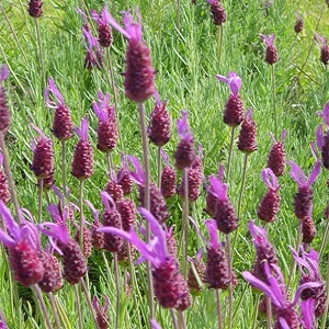 Lavender 'Purple Ribbon' / Dwarf French Lavender / Lavandula stoechas / Seeds