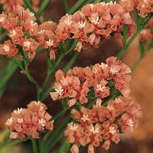Limonium sinuatum  ‘Apricot Beauty’ / Statice or Sea Lavender / Seeds
