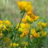 Lotus corniculatus / Bird's Foot Trefoil / British Wildflower / Seeds