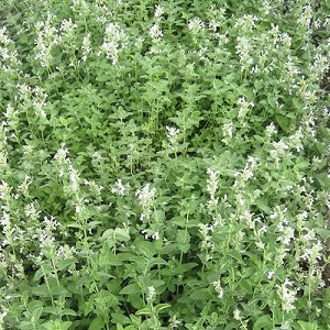 Nepeta x faasenii or mussinii 'White' / Garden Catmint / Seeds