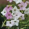 Nicotiana mutabilis ‘Marshmallow’ / Tobacco Plant / Seeds