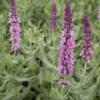 Salvia nemerosa 'Rose Queen' / Rose Sage / Seeds