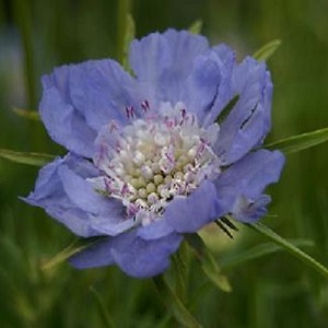 Scabious 'Perfecta Blue' / Scabiosa caucasica / Pincushion / Seeds