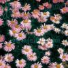Tanacetum or Pyrethrum coccineum 'Robinson's Rose' / Painted Daisy / Seeds