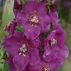 Verbascum phoeniceum 'Violetta' / Purple Mullein / Seeds