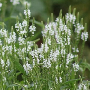 Verbena hastata 'White Spires' / Vervain / Seeds