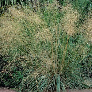 Eragrostis curvula / African Love Grass / Seeds