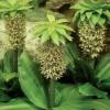 Eucomis bicolor/ Pineapple Lily / Seeds