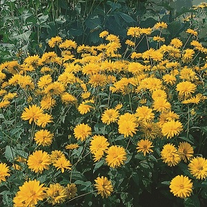 Heliopsis helianthoides 'Summer Sun' / False Sunflower / Seeds