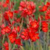 Hesperantha coccinea / Scarlet River Lily / Schizostylis /Seeds