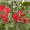 Sweet Pea ‘Spencer Air Warden’ / Lathyrus odoratus / Scented Climber / Seeds