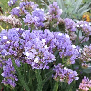 Grow Your Own Dried Flowers