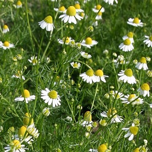 Chamomile German / Matricaria recutita / Herbal Tea / Seeds