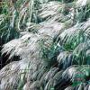 Miscanthus sinensis 'Early Hybrids' or Chinese Silver Grass / Seeds