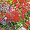 Nicotiana ‘Tinkerbell Mixture’ F2 Dwarf / Tobacco Plant / Seeds