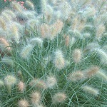 Grass Seeds