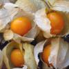 Physalis edulis / Cape Gooseberry / Tasty fruits / Seeds