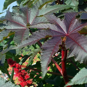 Ricinus communis 'Gibsonii' / Compact Castor Bean Plant / Seeds