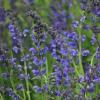 Salvia pratensis / Meadow Clary / Wildflower / Seeds
