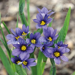 Sisyrinchium angustifolium / Blue-Eyed Grass / Seeds