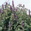 Agastache rugosa ‘Liquorice Blue’ / Anise Hyssop / Seeds