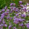 Asperula orientalis 'Blue Surprise' / Blue Woodruff / Seeds