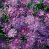 Delosperma cooperi 'Table Mountain' / Cooper's Ice Plant / Seeds