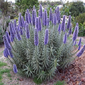 Echium candicans / Pride of Madeira  / Seeds