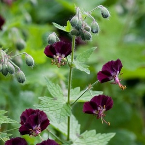 Grow Dusky Crane's Bill / Geranium phaeum