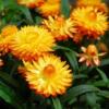 Helichrysum or Xerochrysum bracteatum 'Golden Yellow' / Everlastings / Seeds