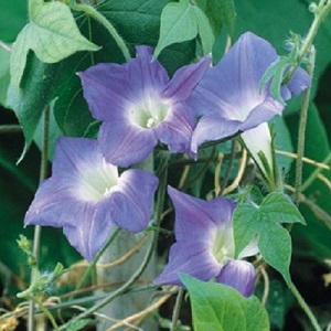 Morning Glory ‘Mini Sky-Blue’ / Ipomoea hirsuta / Seeds