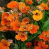 Nemesia strumosa ‘Prince of Orange’ / Cape Jewels / Seeds