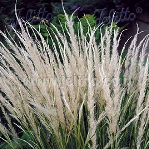 Stipa ichu / Peruvian Feather Grass / Seeds 
