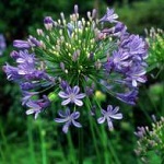 Agapanthus